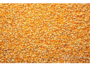 Why is the corn seed packaging important?